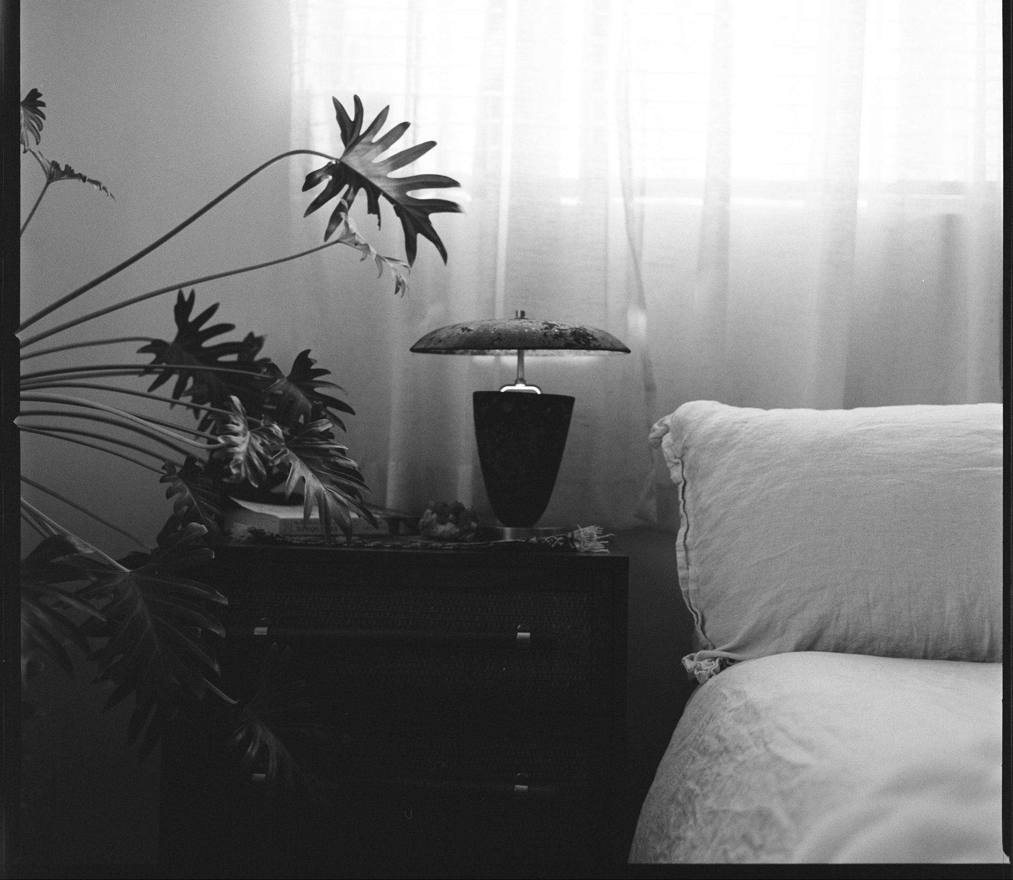Black and white bedroom scene with a lamp on a nightstand and a plant.